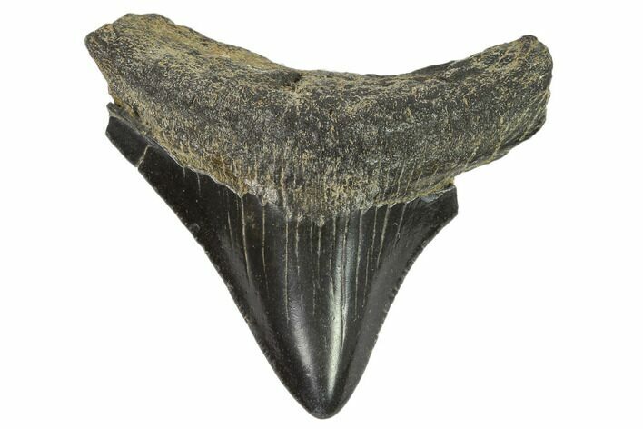 Juvenile Megalodon Tooth - Georgia #115704